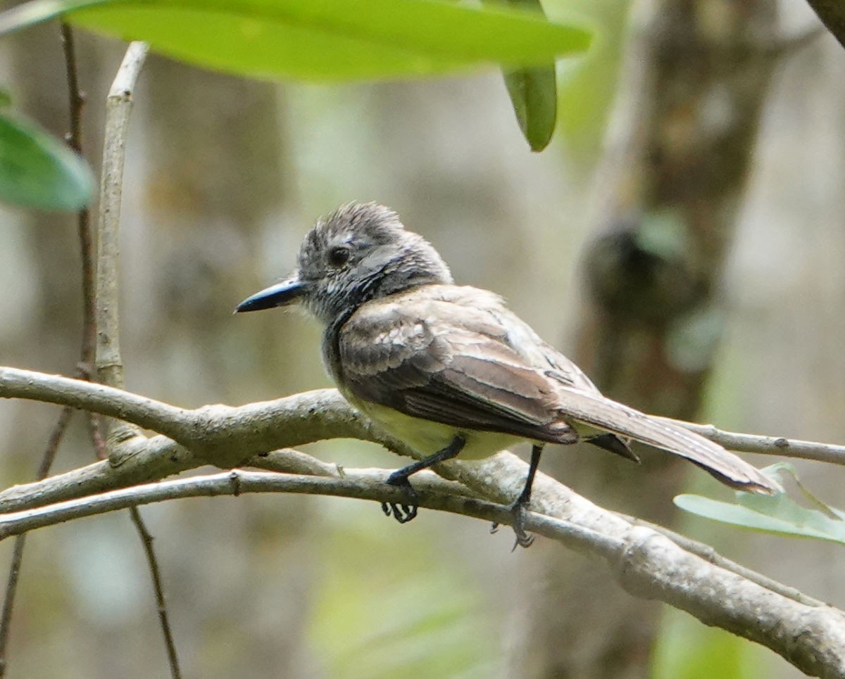 Panama Flycatcher - ML637754074