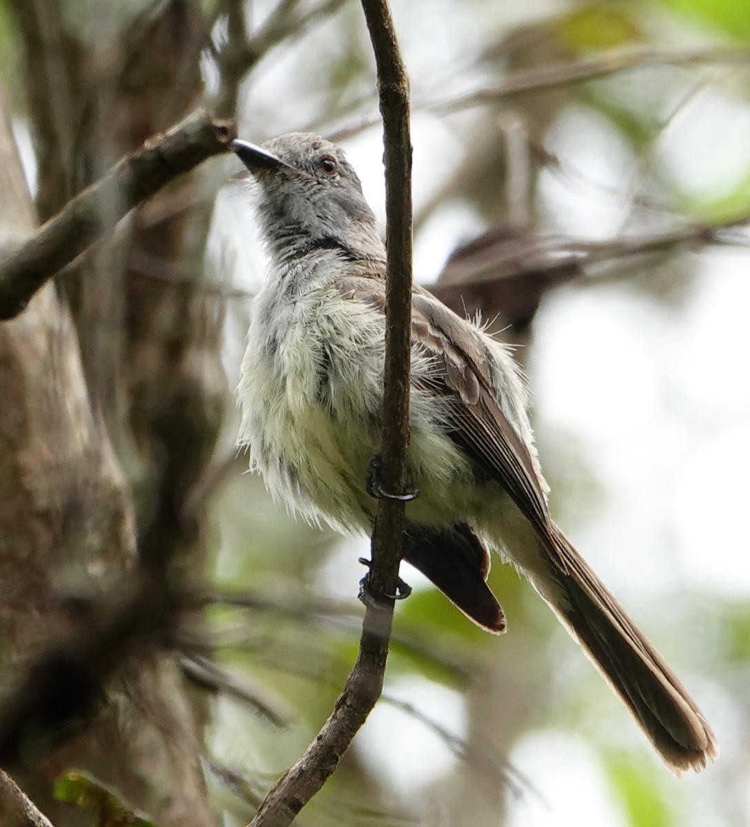Panama Flycatcher - ML637754075