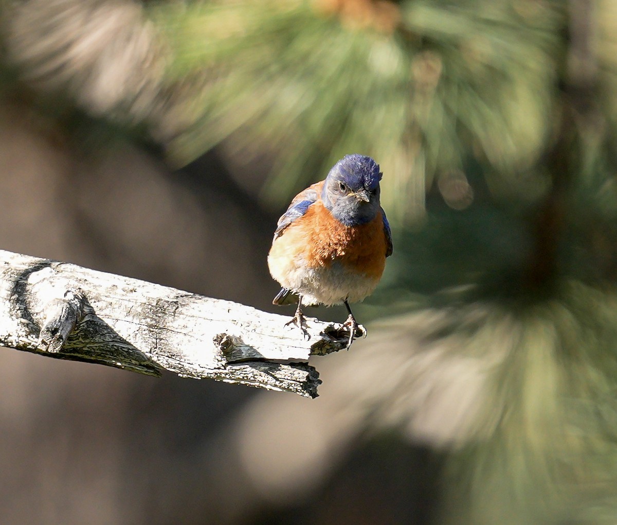 Western Bluebird - ML637754077