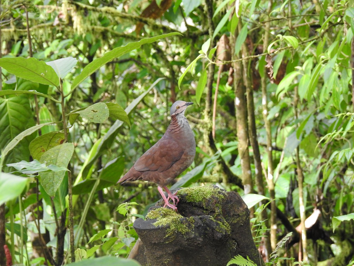White-throated Quail-Dove - ML637754109