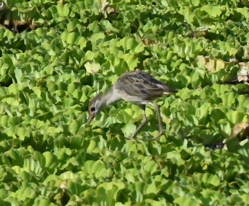 White-browed Crake - ML637754112