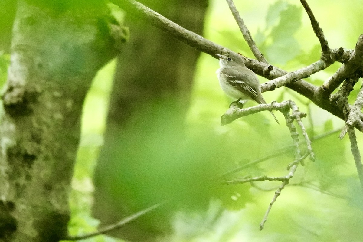 Least Flycatcher - ML637754116