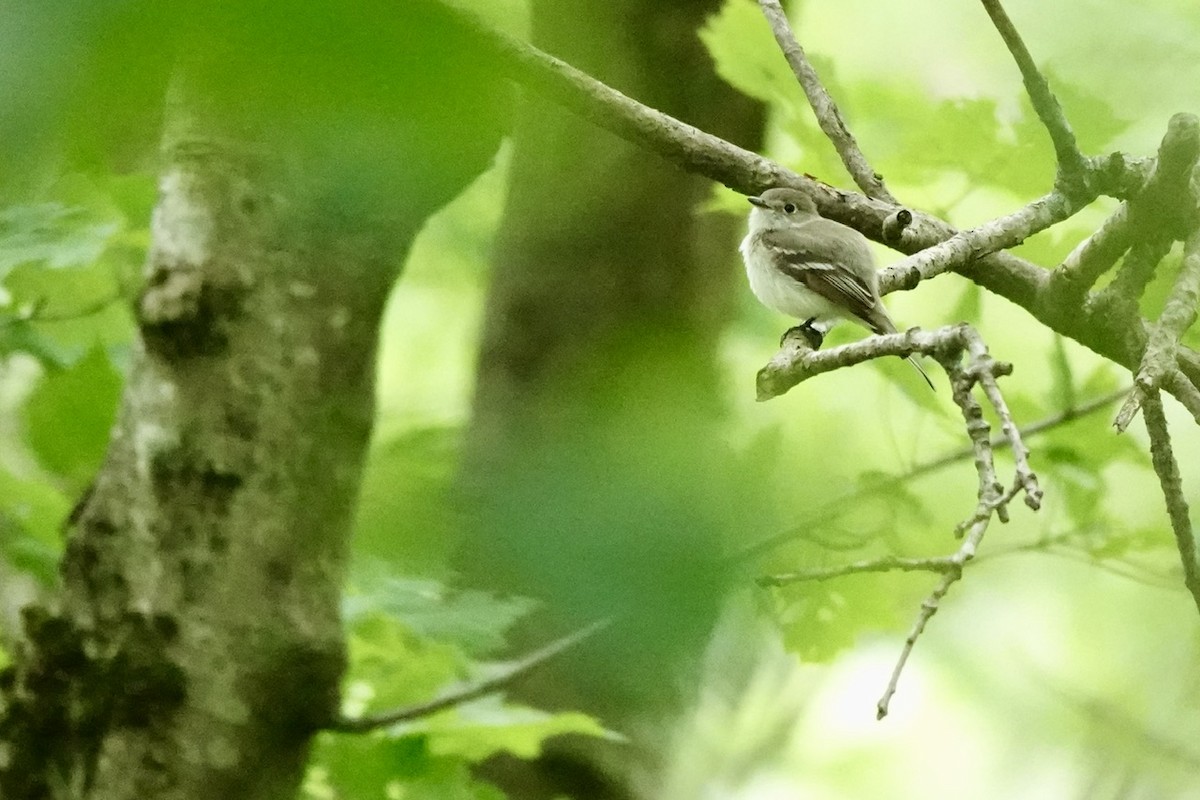 Least Flycatcher - ML637754117