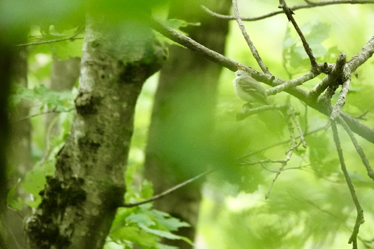 Least Flycatcher - ML637754118