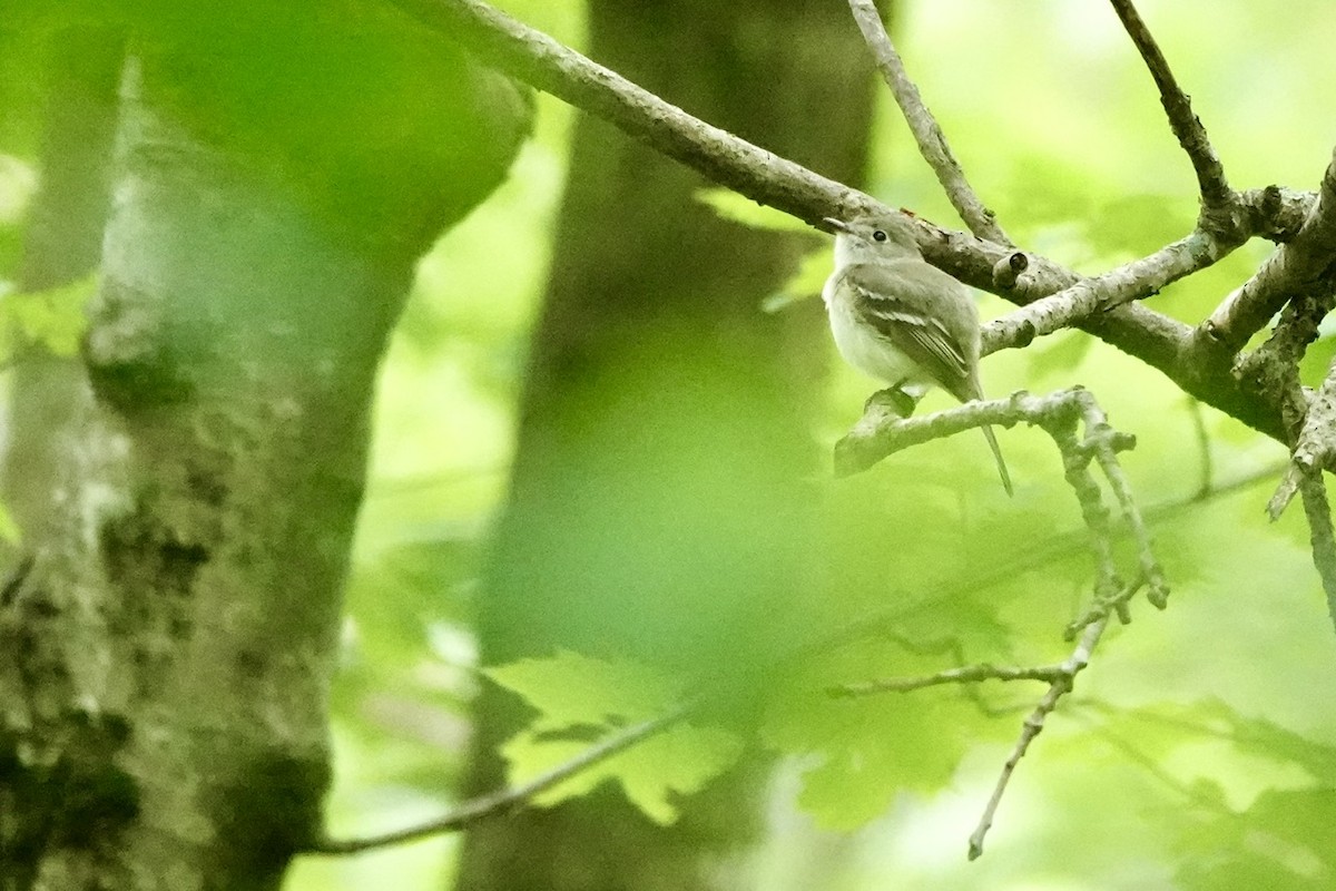 Least Flycatcher - ML637754119