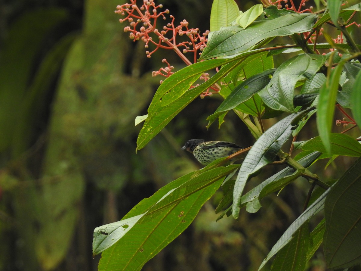 Rufous-throated Tanager - ML637754138