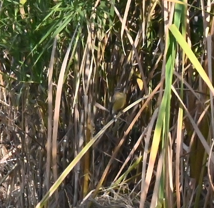 Yellow-breasted Bunting - ML637754139