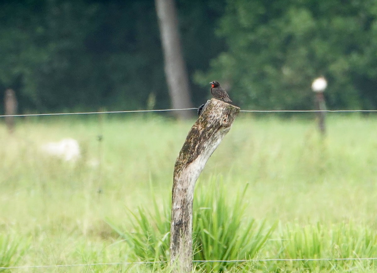 Red-breasted Meadowlark - ML637754151