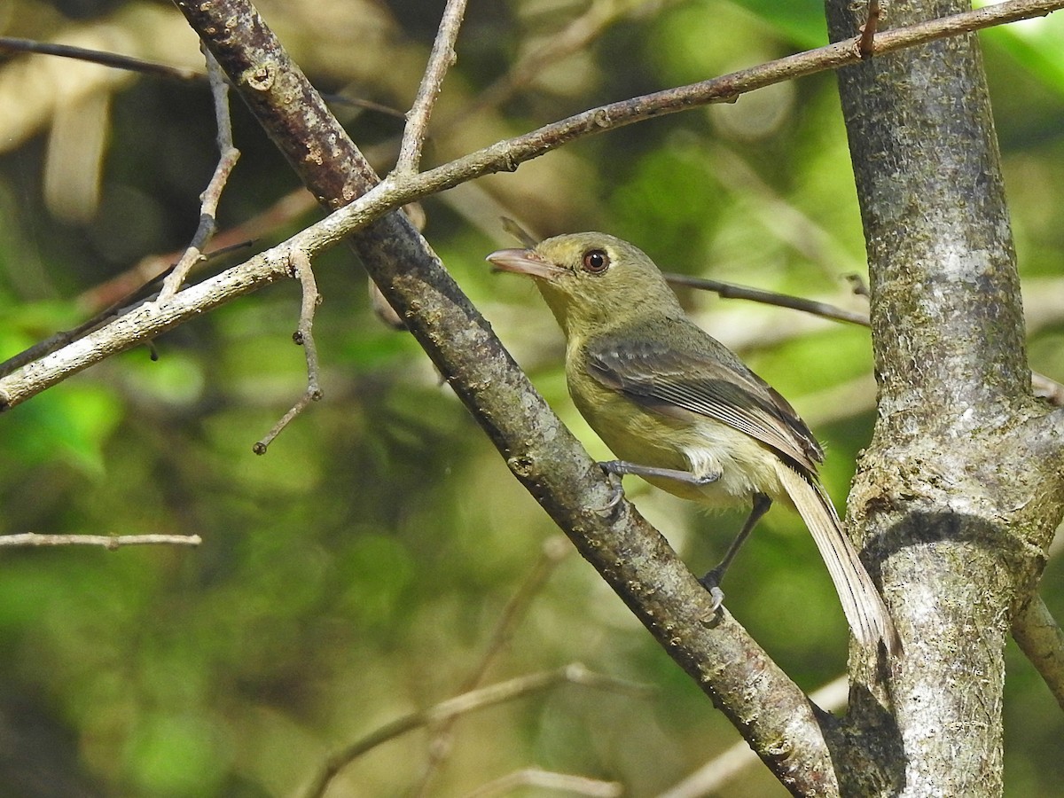 Cuban Vireo - ML637754160