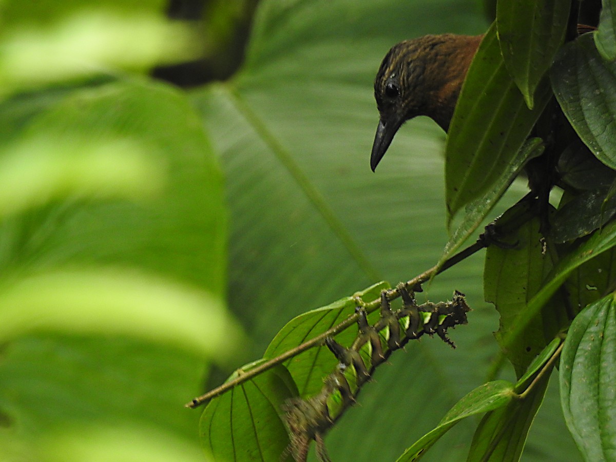 Streak-capped Treehunter - ML637754184
