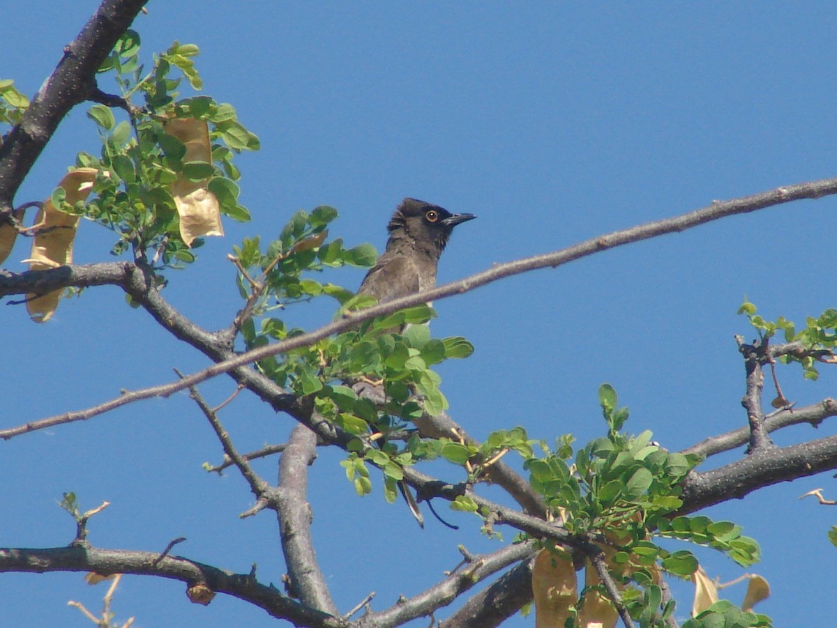Black-fronted Bulbul - ML637754209