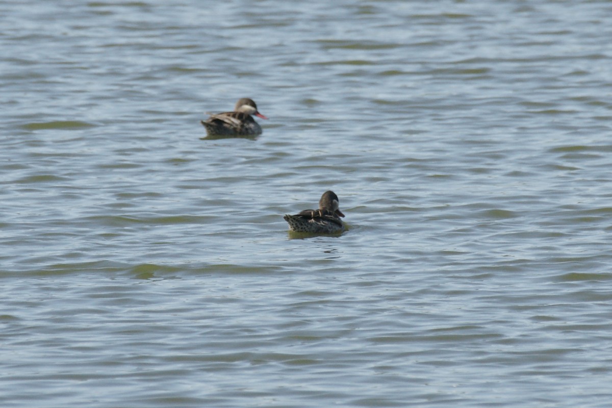 Red-billed Duck - ML637754246