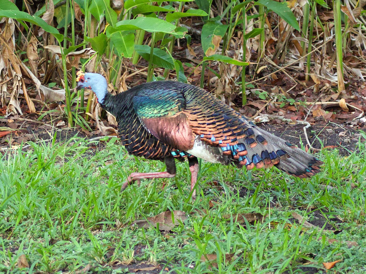 Ocellated Turkey - ML637754313