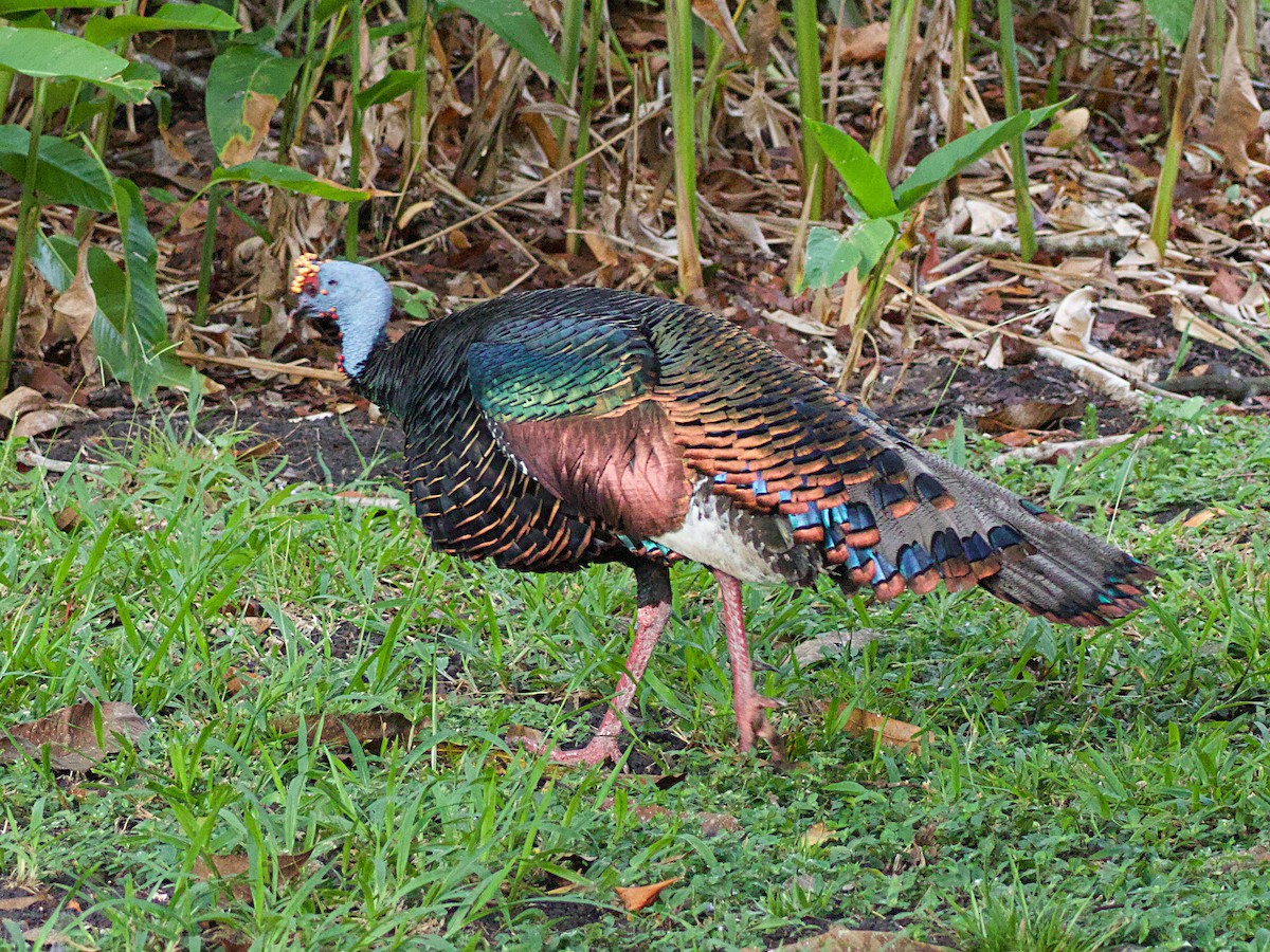 Ocellated Turkey - ML637754314