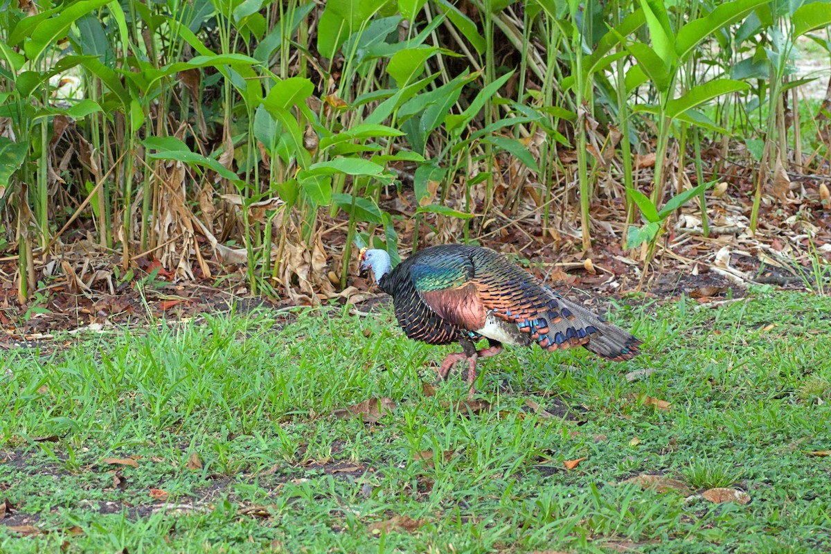 Ocellated Turkey - ML637754315