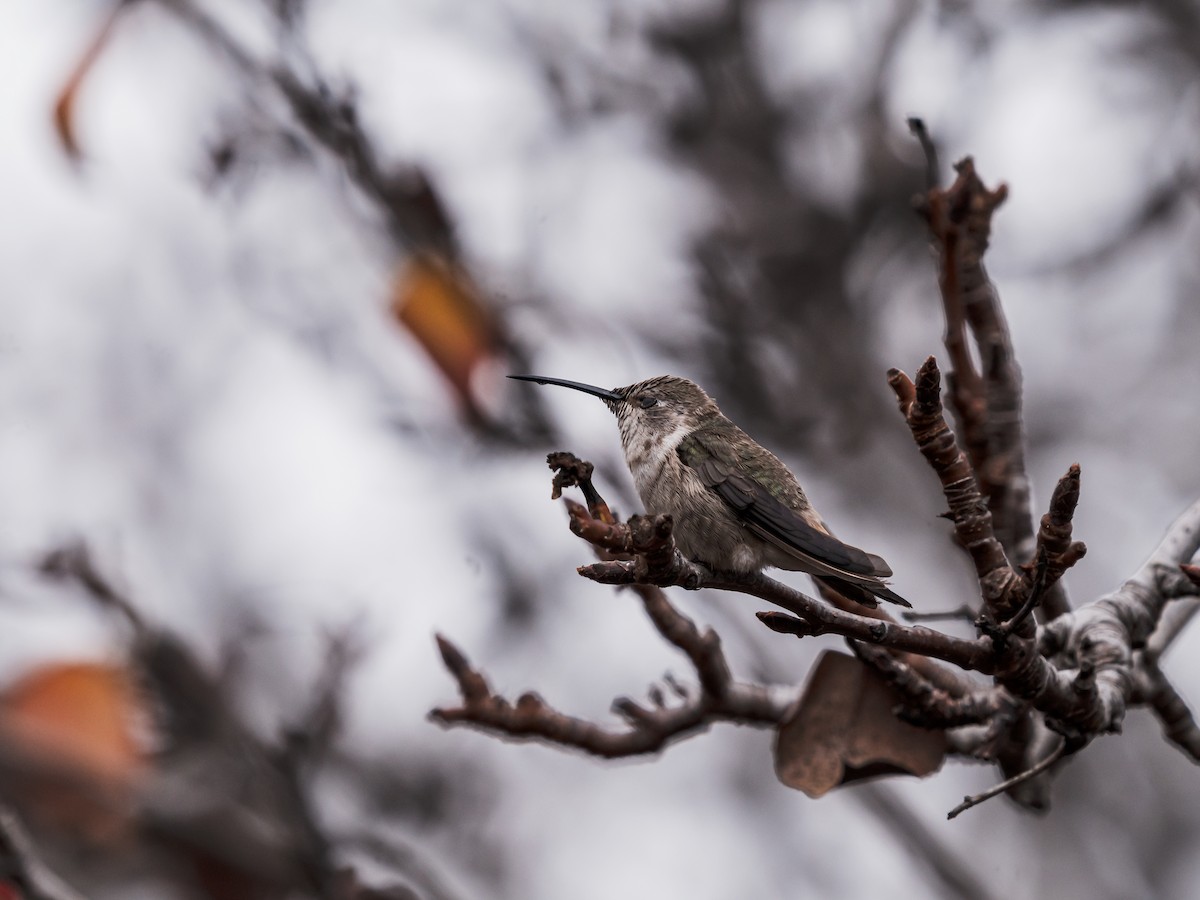Oasis Hummingbird - ML637754316