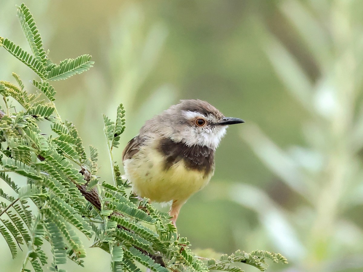 Black-chested Prinia - ML637754328