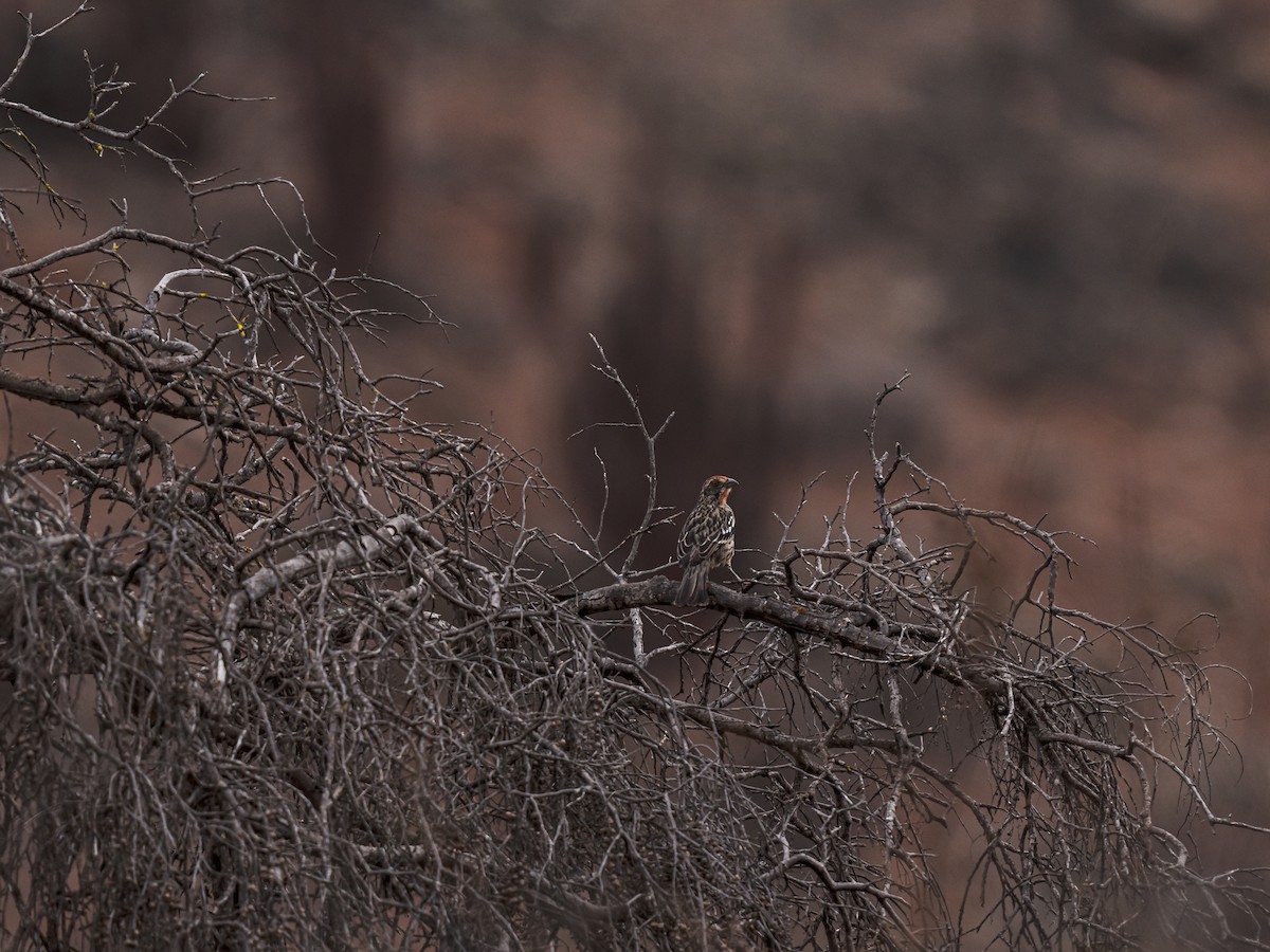 Rufous-tailed Plantcutter - ML637754346