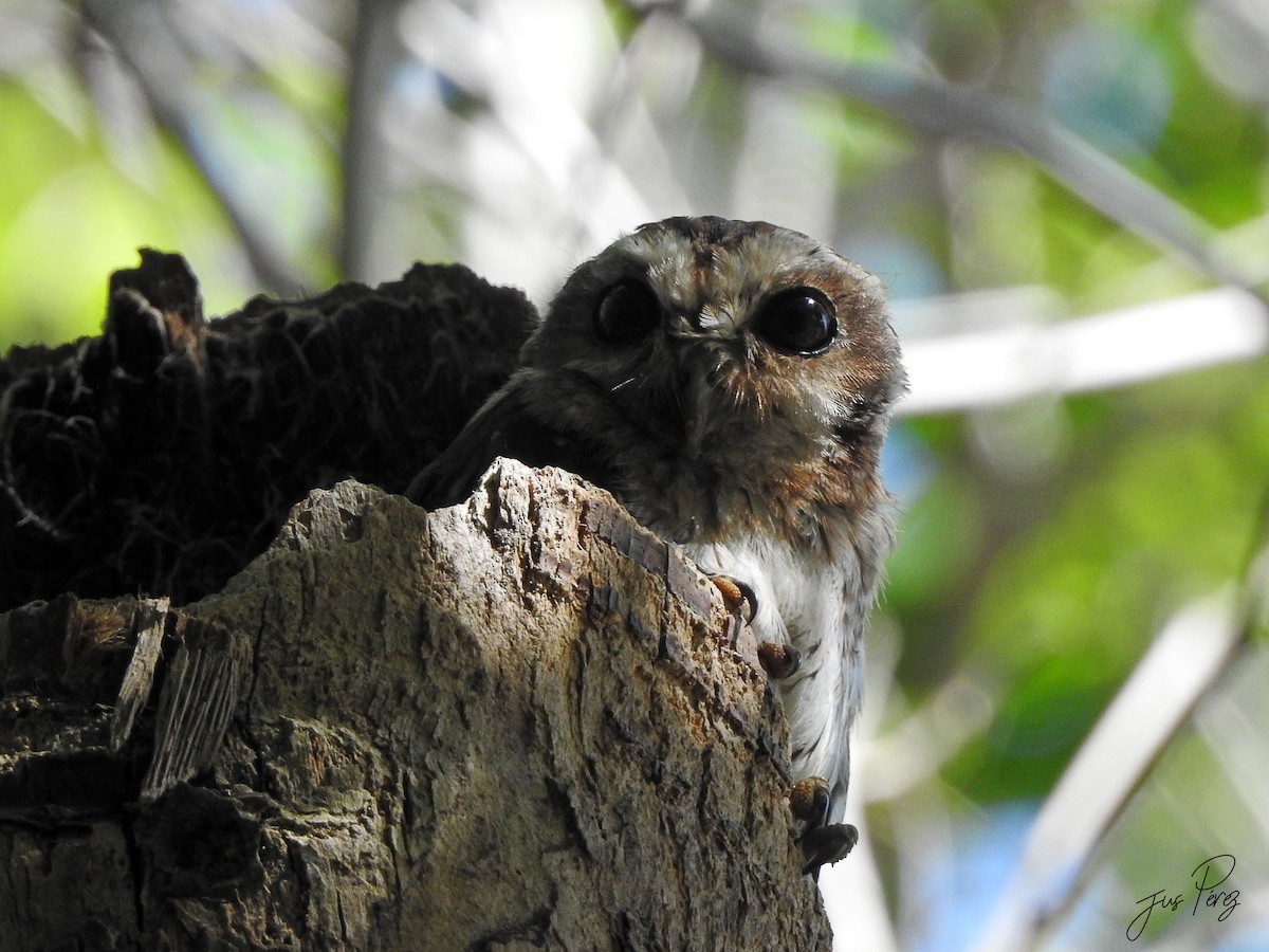 Bare-legged Owl - ML637754349
