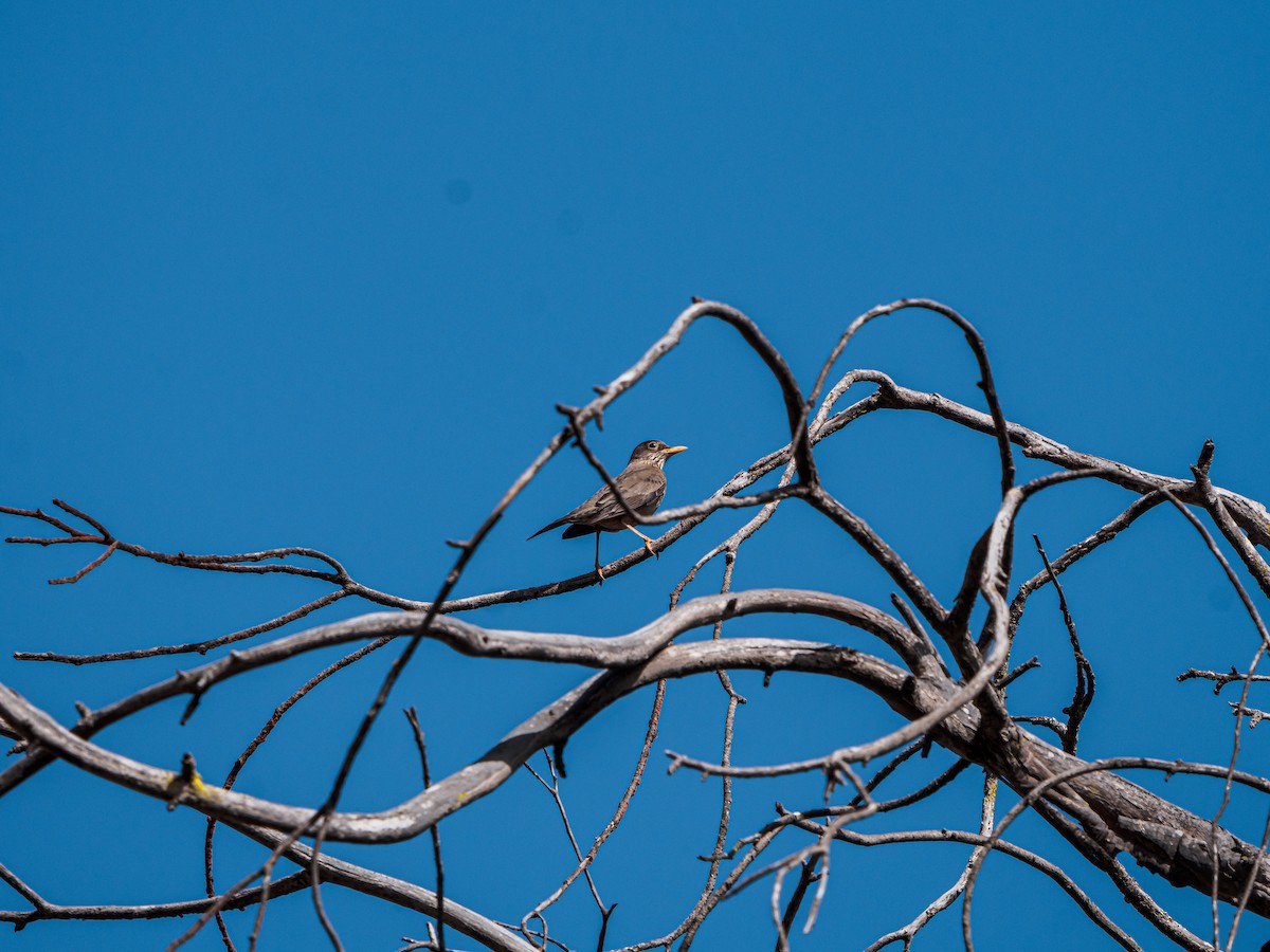 Austral Thrush - ML637754350