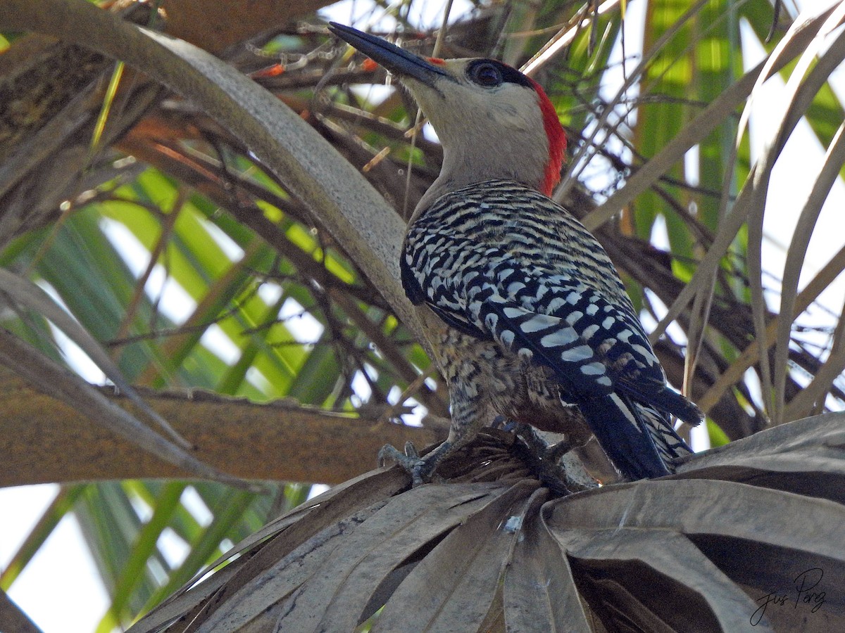 West Indian Woodpecker - ML637754352