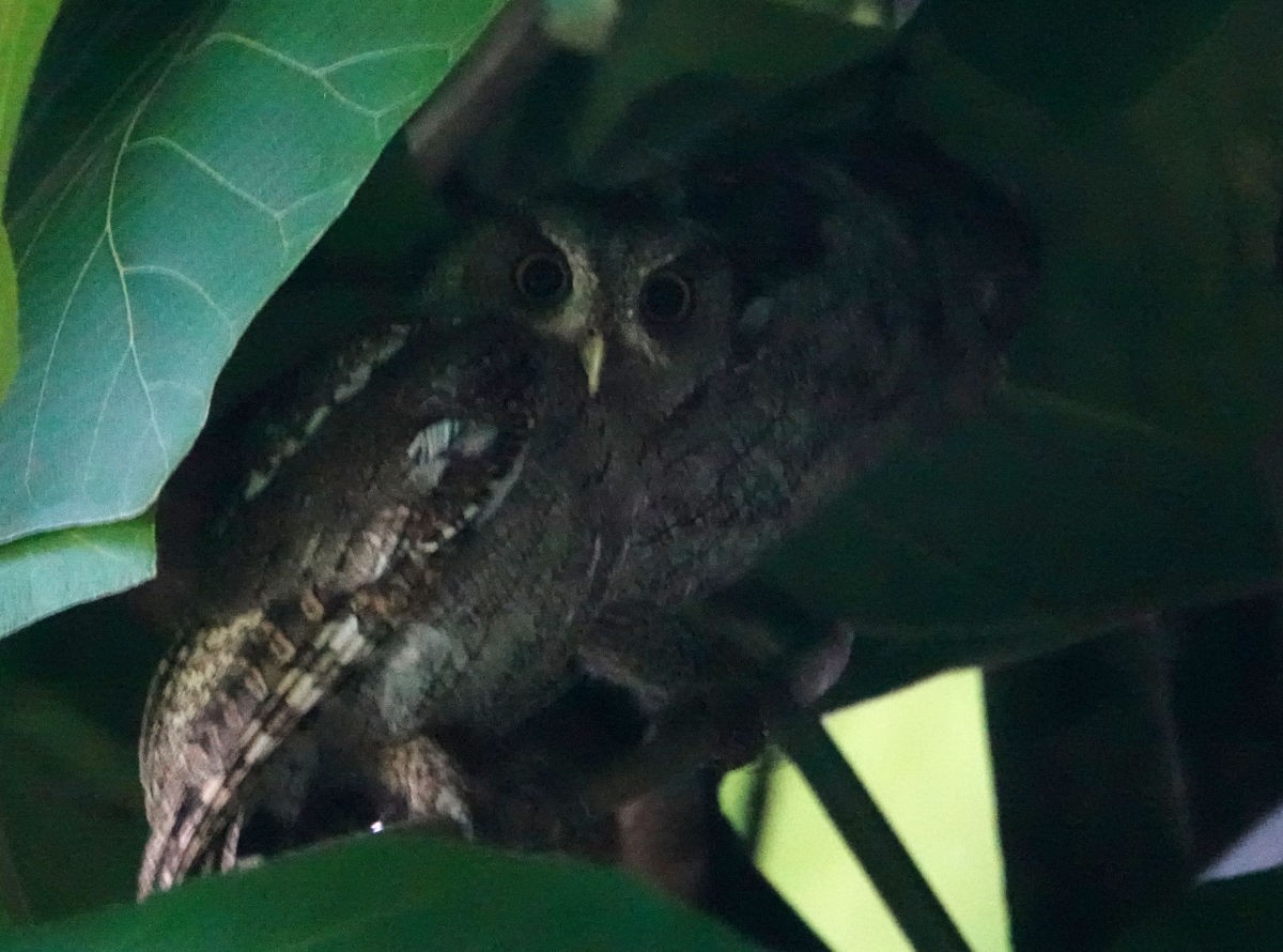 Pacific Screech-Owl - ML637754358