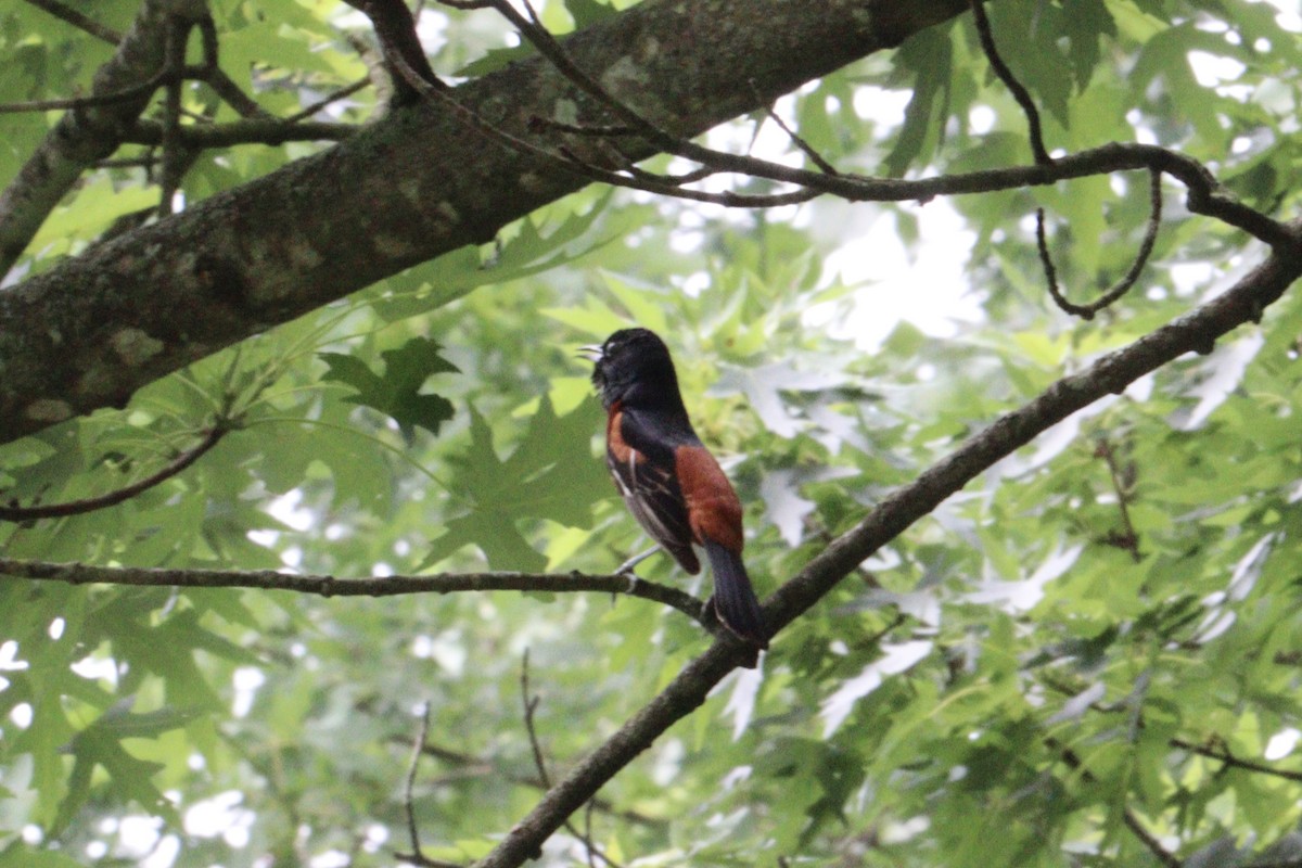 Orchard Oriole - ML637754369