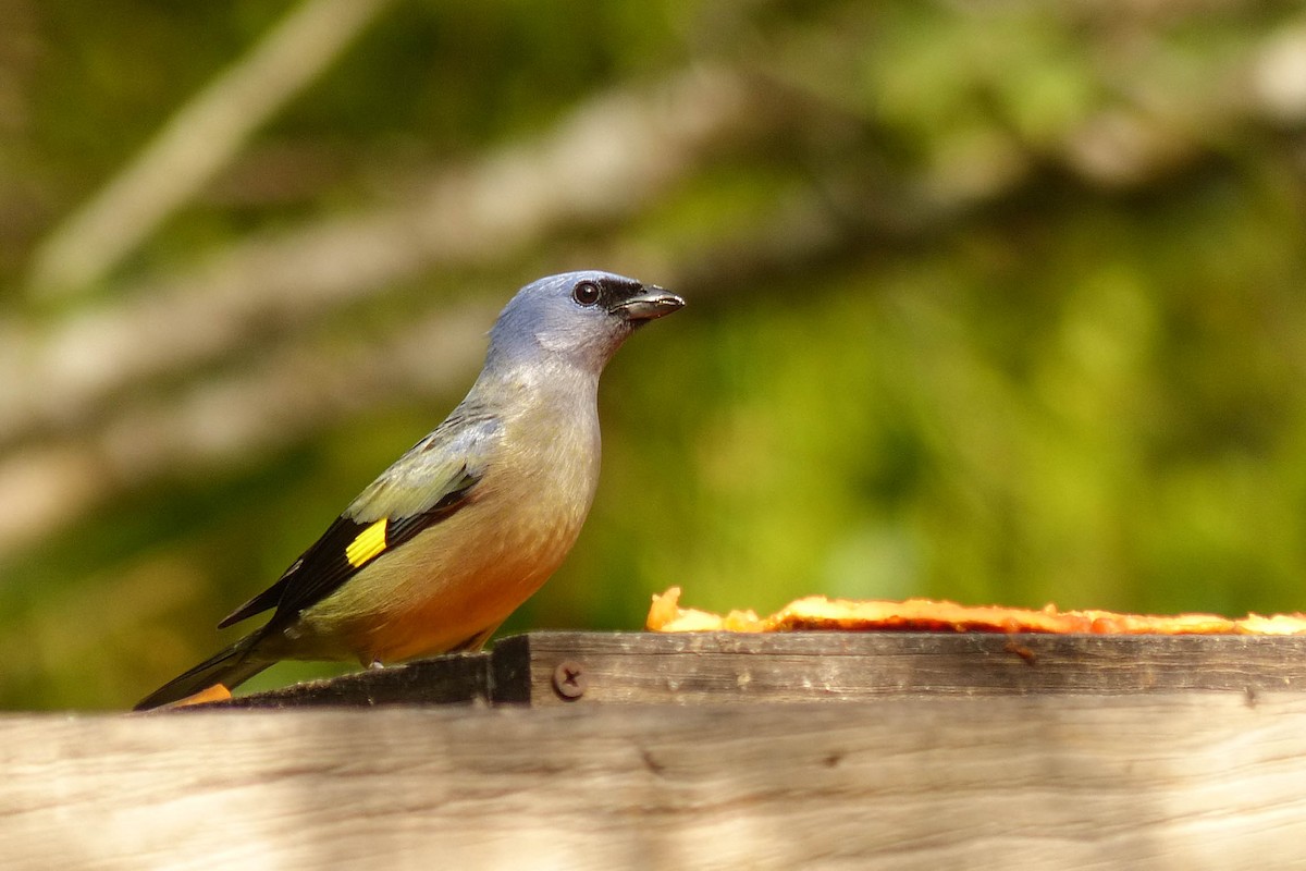 Tangara Aliamarilla - ML637754381