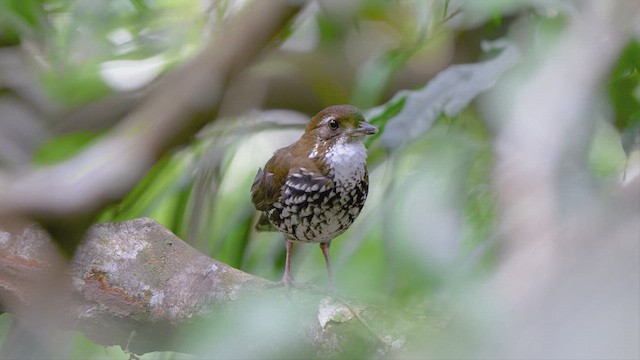 Striated Antthrush - ML637754393
