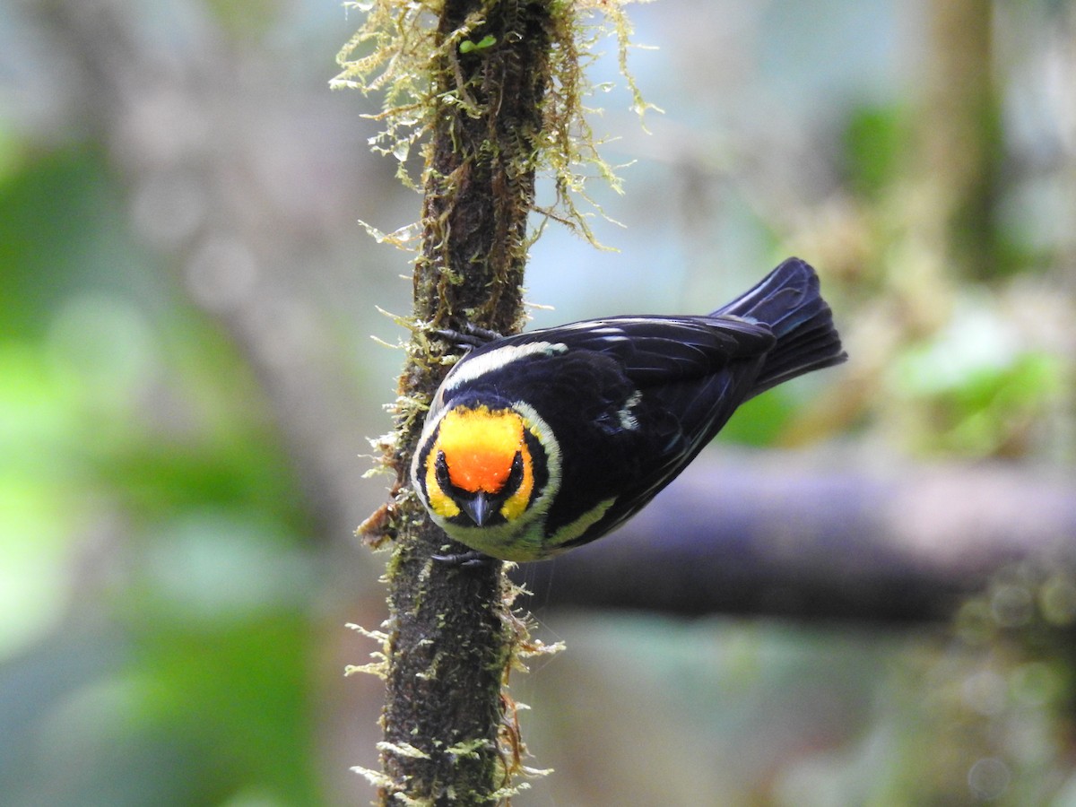 Flame-faced Tanager - ML637754405