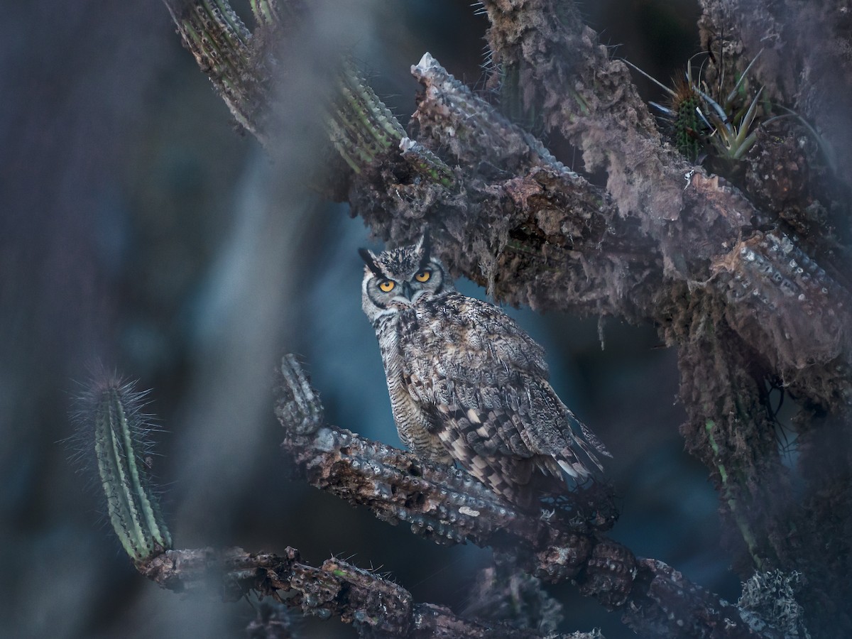 Lesser Horned Owl - ML637754408