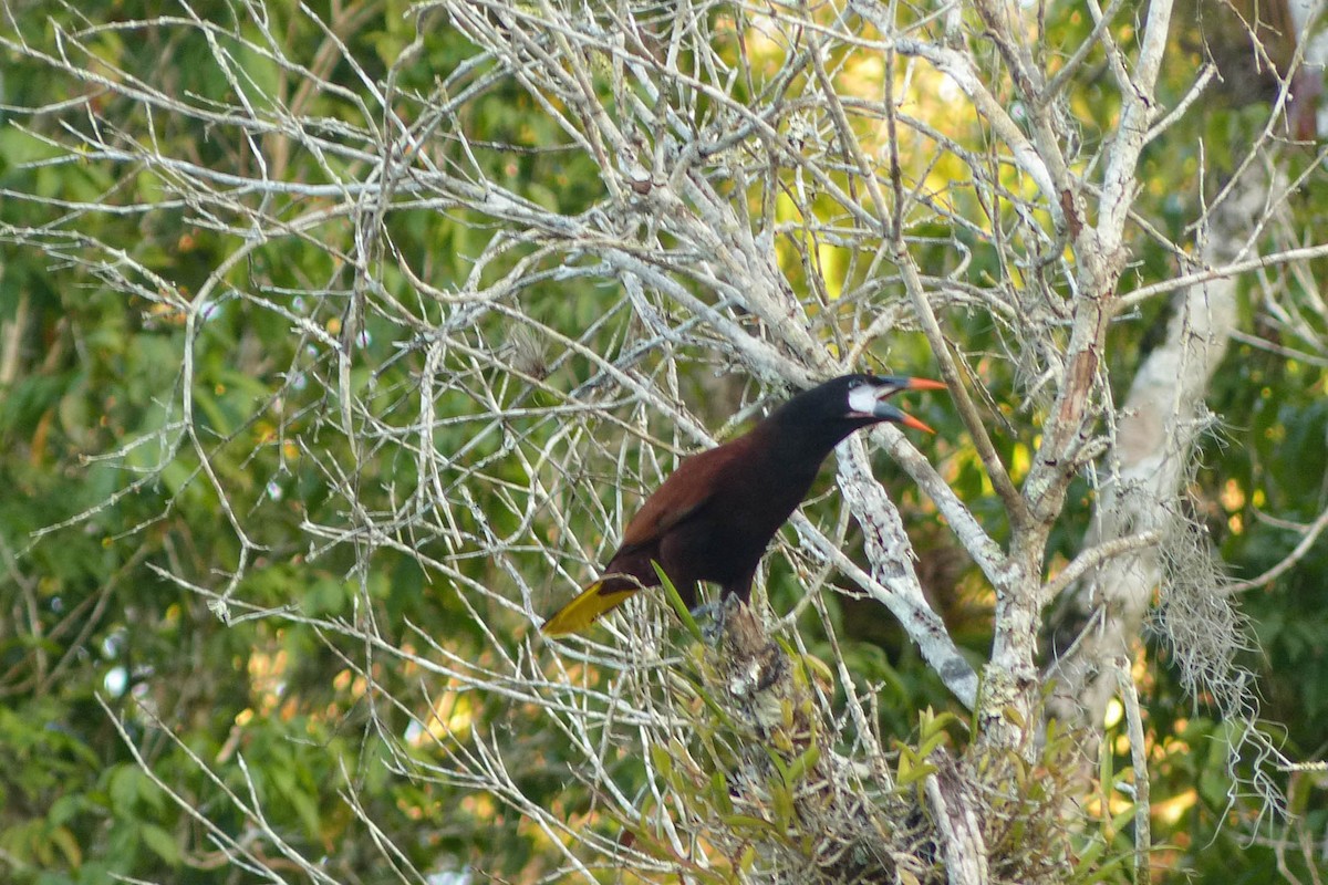 Конота панамська - ML637754411