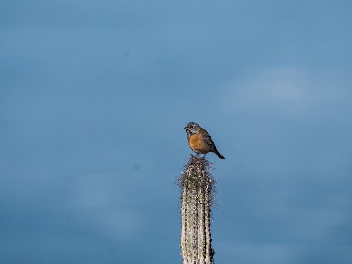 Gray-hooded Sierra Finch - ML637754422