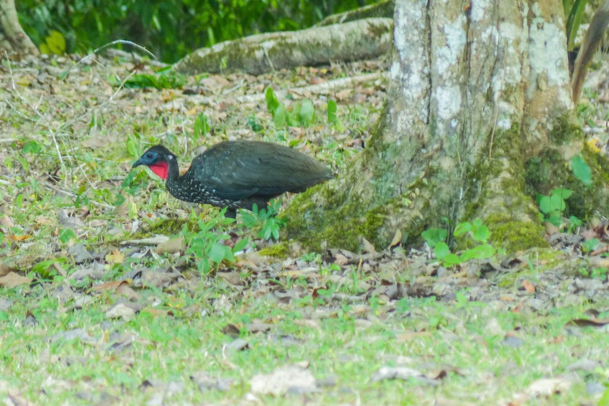 Пенелопа чубата - ML637754438