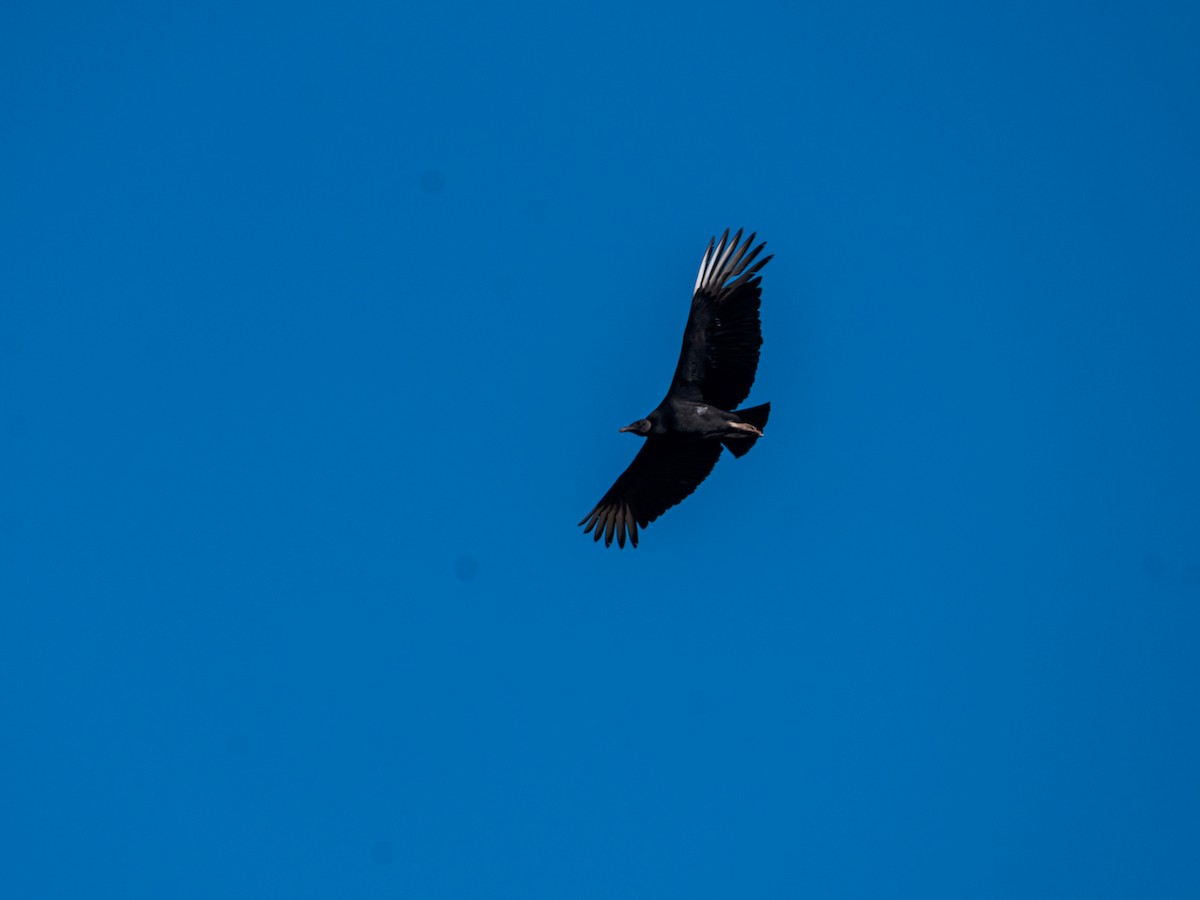 Black Vulture - ML637754476