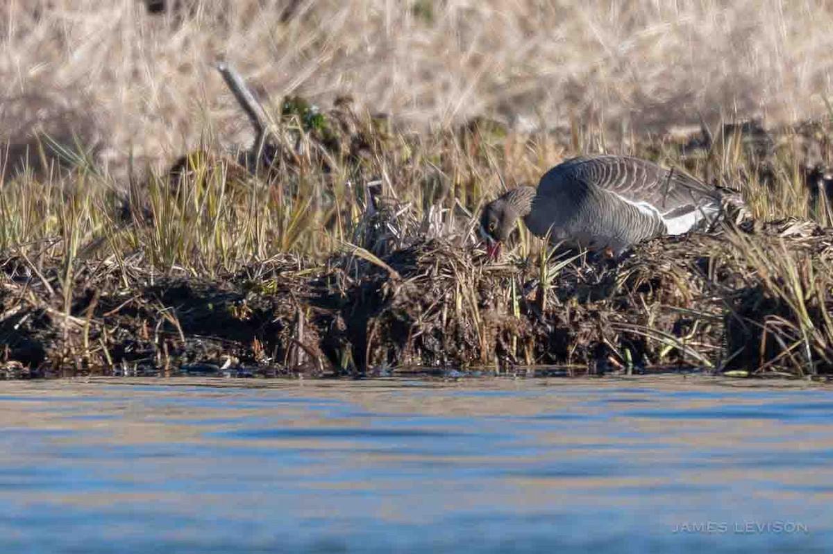 Lesser White-fronted Goose - ML637754485