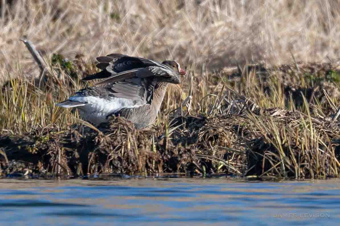 Lesser White-fronted Goose - ML637754492