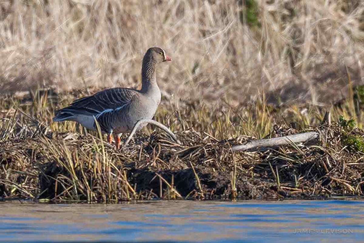 Lesser White-fronted Goose - ML637754495