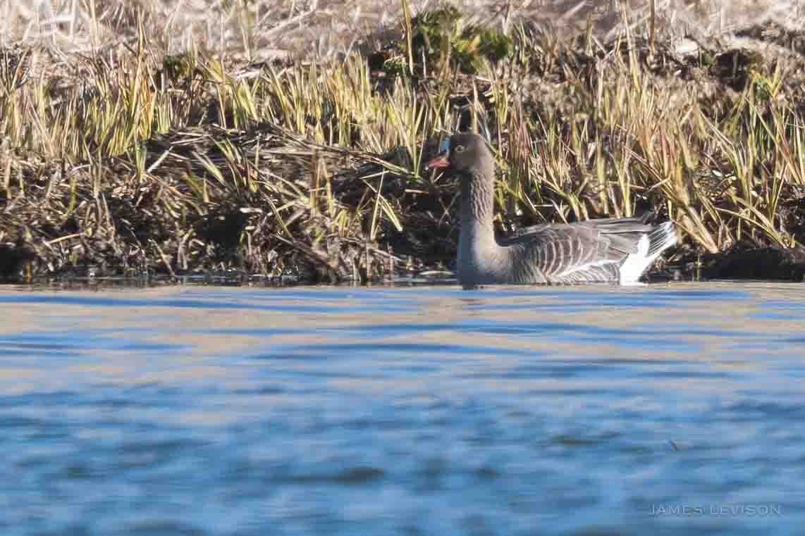 Lesser White-fronted Goose - ML637754497