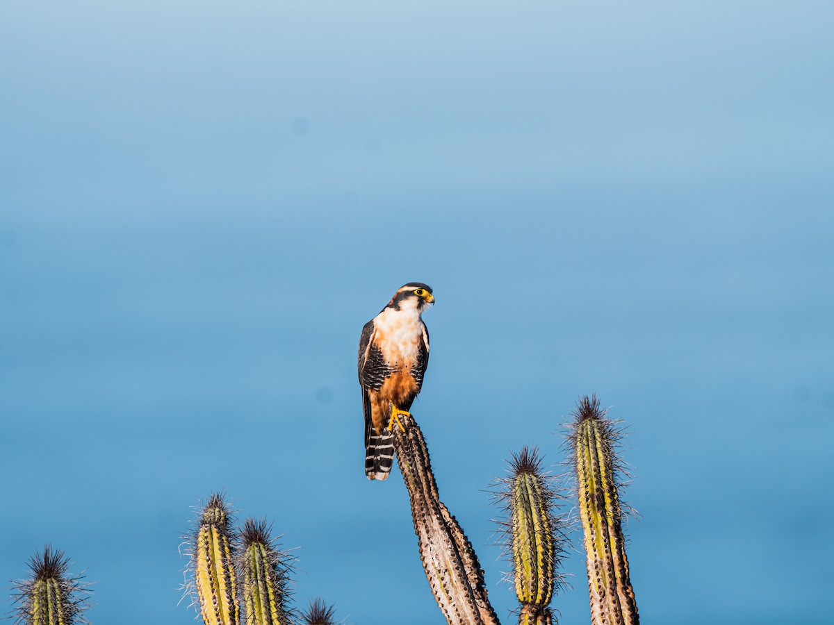 Aplomado Falcon - ML637754500
