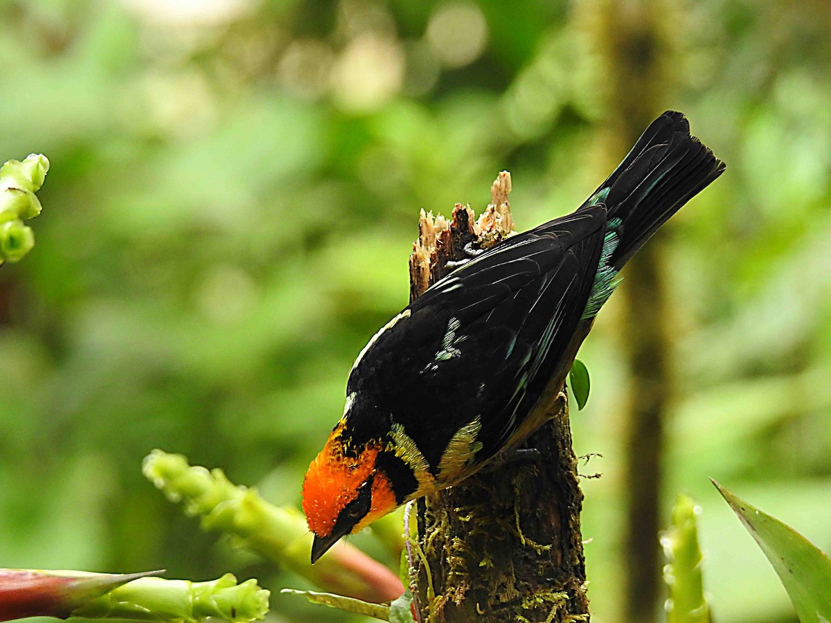 Flame-faced Tanager - ML637754516