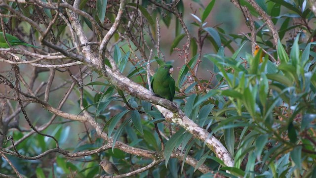 Blue-bellied Parrot - ML637754529
