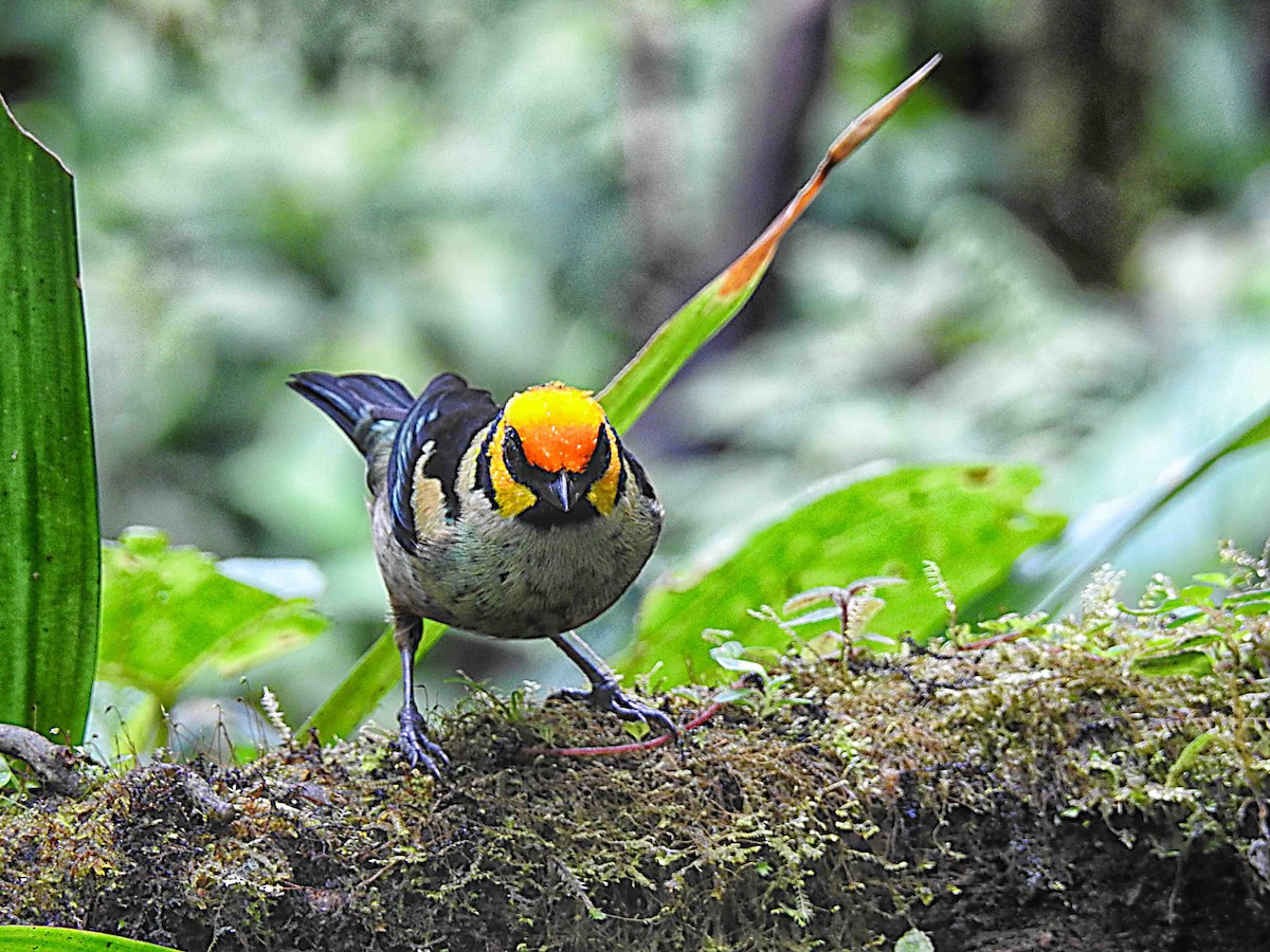 Flame-faced Tanager - ML637754530