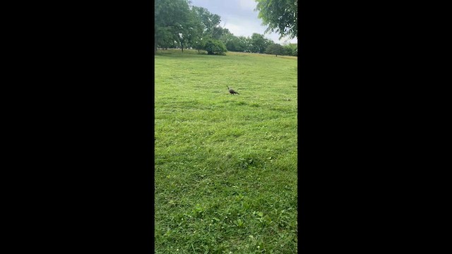 Wild Turkey - ML637754538