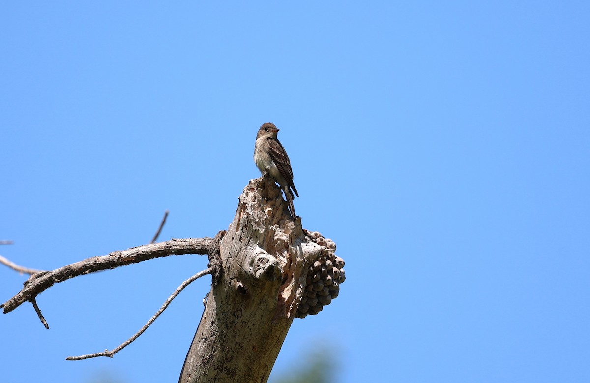 Western Wood-Pewee - ML637754539