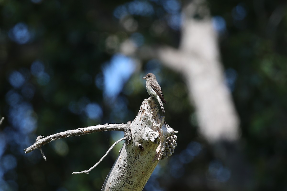 Western Wood-Pewee - ML637754540