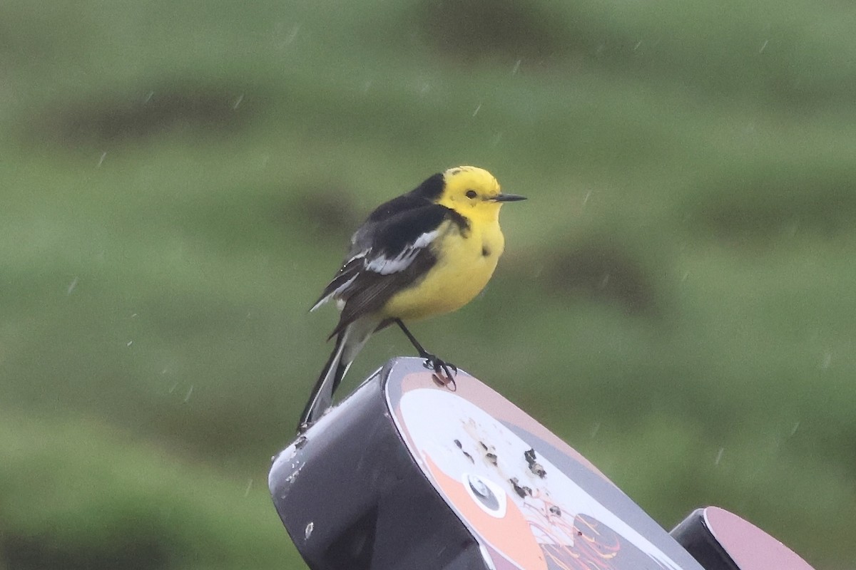 Citrine Wagtail (Black-backed) - ML637754583