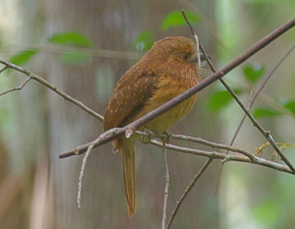 White-whiskered Puffbird - ML637754656