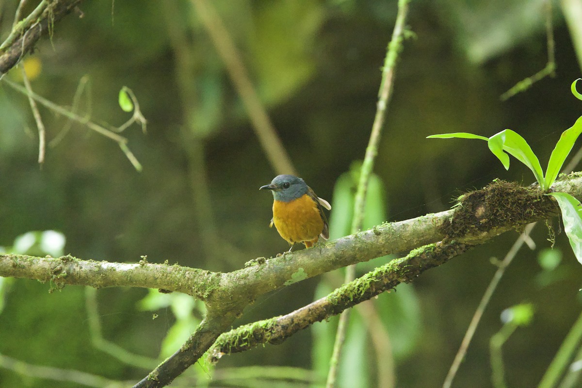Amber Mountain Rock-Thrush - ML637754662