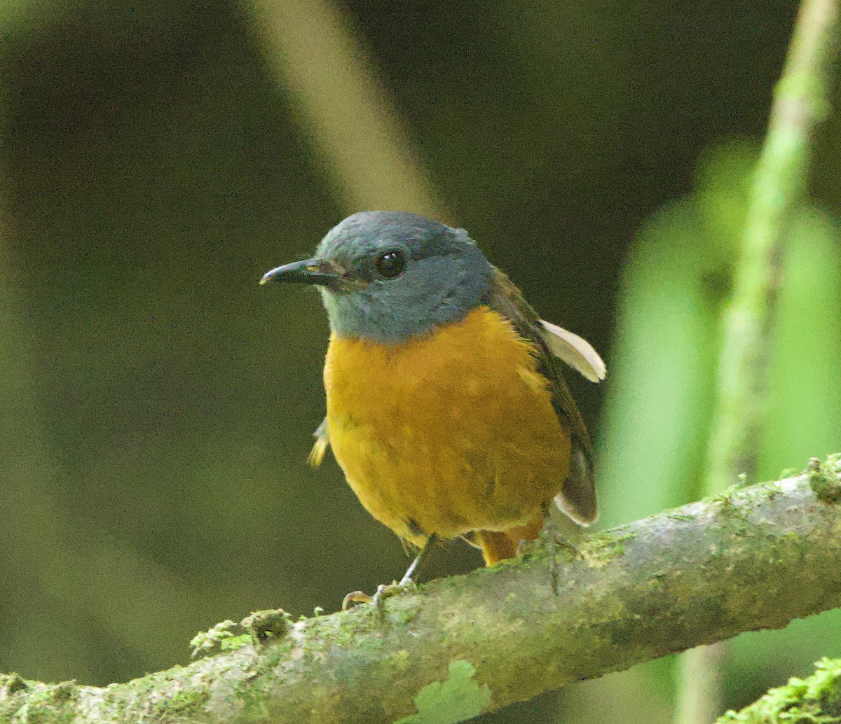 Amber Mountain Rock-Thrush - ML637754671